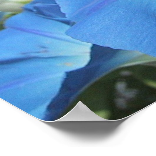Poster Morning Glories sur Cape Cod (Coin)