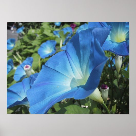 Poster Morning Glories sur Cape Cod (Devant)