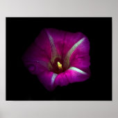 Poster Morning Glory Flower (Devant)
