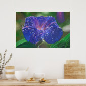 Poster Morning Glory (Ipomoea Purpurea) Petals et Dew Dr. (Cuisine)