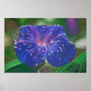 Poster Morning Glory (Ipomoea Purpurea) Petals et Dew Dr.