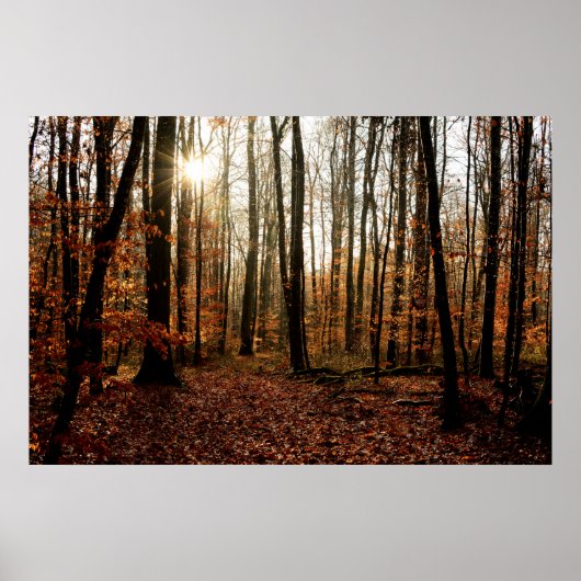Poster Morning sunfonctionnaires through the forest (Devant)