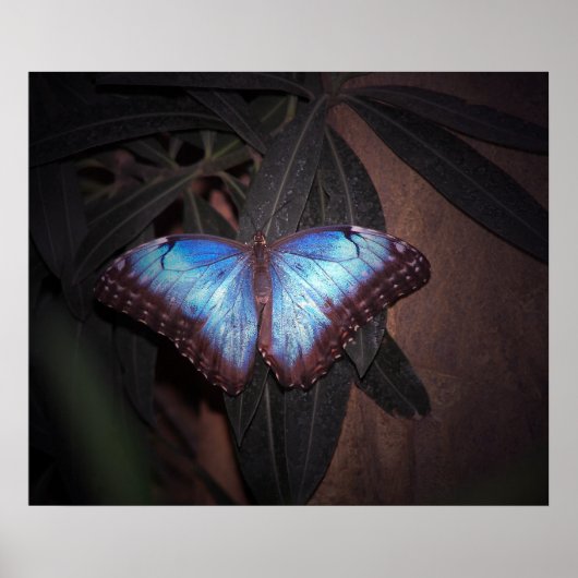 Poster Morpho bleu commun papillon (Devant)