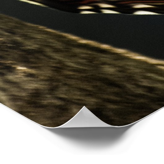 Poster Morpho peleides Imprimer (Coin)