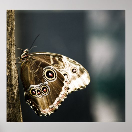 Poster Morpho peleides Imprimer (Devant)