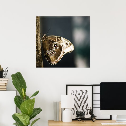 Poster Morpho peleides Imprimer (Bureau à domicile)