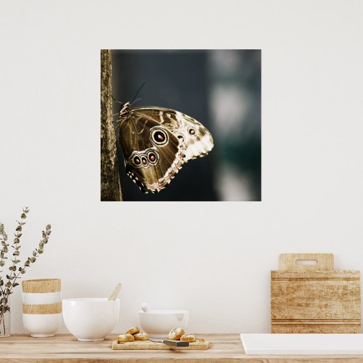 Poster Morpho peleides Imprimer (Cuisine)
