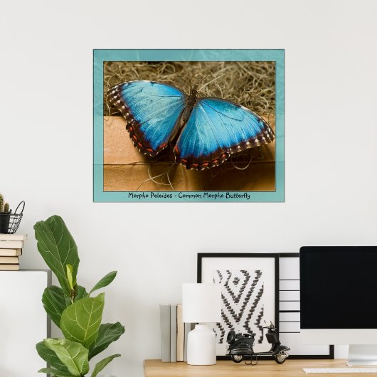 Poster Morpho Peleides - Morpho commun ... (Bureau à domicile)