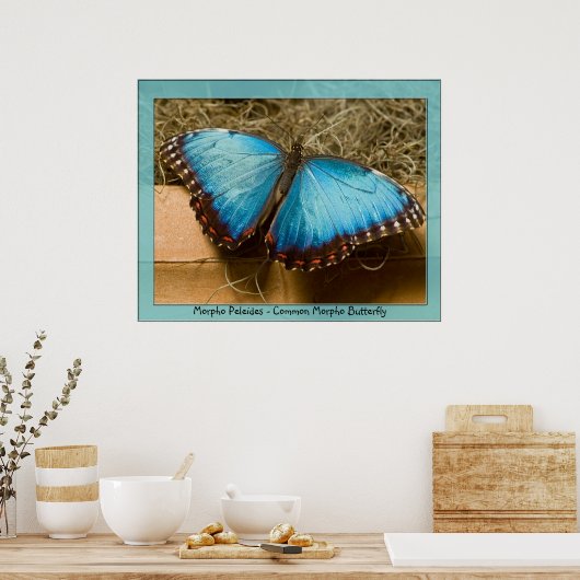 Poster Morpho Peleides - Morpho commun ... (Cuisine)