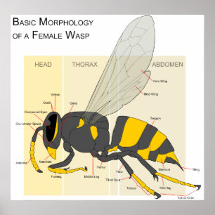 Poster Morphologie de base d'un diagramme de Wasp féminin