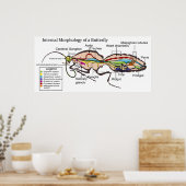 Poster Morphologie interne des papillons papillons papill (Cuisine)