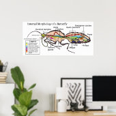 Poster Morphologie interne des papillons papillons papill (Bureau à domicile)