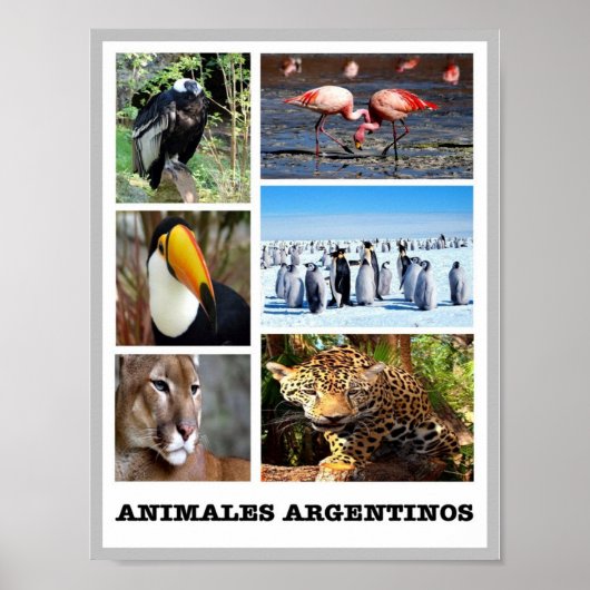 Poster Mosaic Animales Argentinos - (Devant)