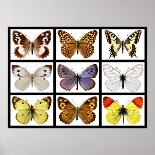 Poster Mosaic photos of butterflies (Devant)