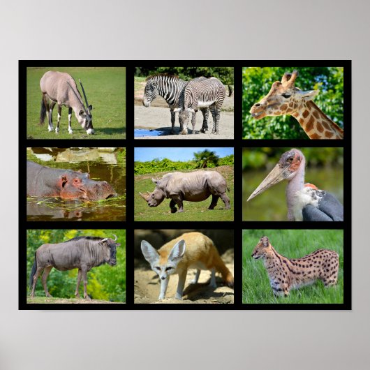 Poster Mosaïque animale africaine (Devant)