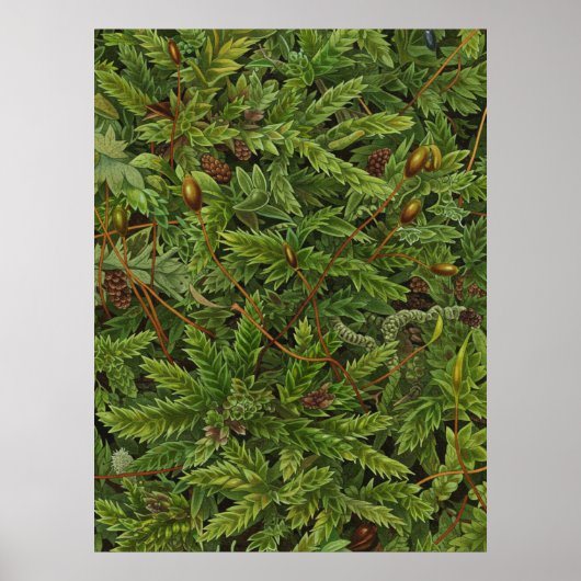 Poster Moss (Devant)