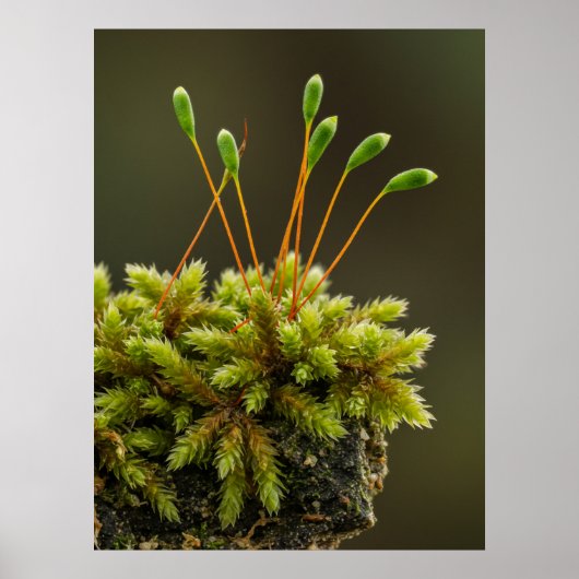 Poster Moss (Devant)