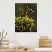 Poster Moss (Cuisine)