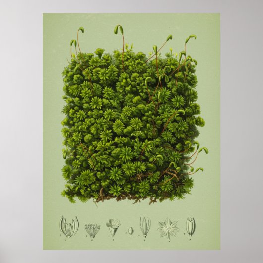 Poster Moss (Devant)