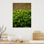 Poster Moss (Cuisine)
