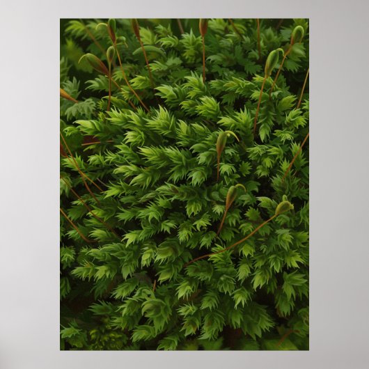 Poster Moss (Devant)