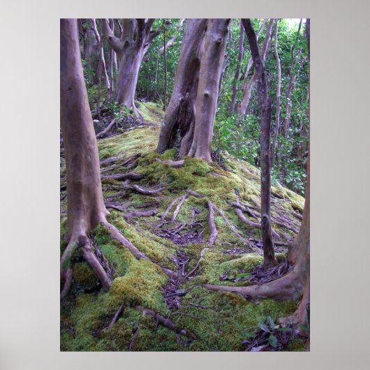 Poster Moss Covered Trail (Devant)