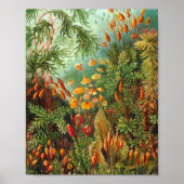 Poster Moss - Ernst Haeckel (Devant)
