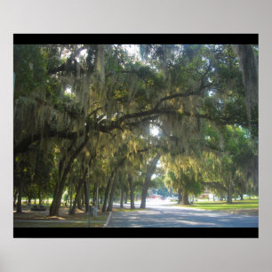 Poster Moss espagnole en Géorgie