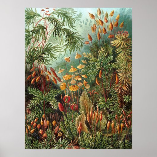 Poster Moss (Muscinae) par Haeckel (Devant)