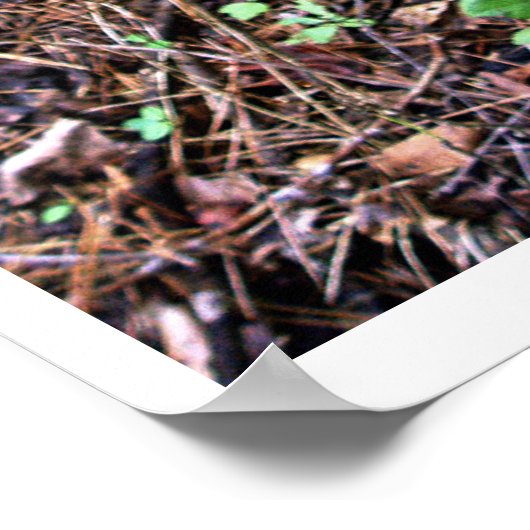 Poster Moss verte veloutée (Coin)