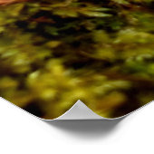 Poster Mosses (Coin)