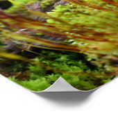 Poster Mosses (Coin)