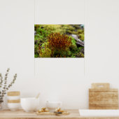 Poster Mosses (Cuisine)
