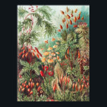 Poster Mosses, Muscinae Laubmoose par Ernst Haeckel<br><div class="desc">Muscinae Laubmoose par Ernst Haeckel Poster Plante Vintage</div>