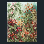 Poster Mosses, Muscinae Laubmoose par Ernst Haeckel<br><div class="desc">Muscinae Laubmoose par Ernst Haeckel Poster Plante Vintage</div>