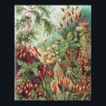 Poster Mosses, Muscinae Laubmoose par Ernst Haeckel<br><div class="desc">Muscinae Laubmoose par Ernst Haeckel Poster Plante Vintage</div>