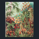 Poster Mosses, Muscinae Laubmoose par Ernst Haeckel<br><div class="desc">Muscinae Laubmoose par Ernst Haeckel Poster Plante Vintage</div>