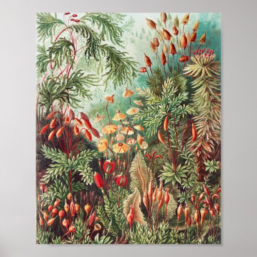 Poster Mosses, Muscinae Laubmoose par Ernst Haeckel (Devant)
