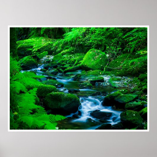 Poster Mossy Forest Stream in Killarney National Park (Devant)