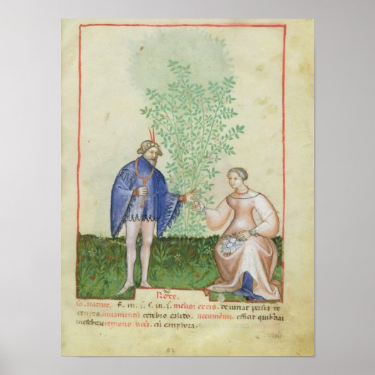 Poster Mot de passe Acq LatRoses, de 'Tacuinum Sanitatis' (Devant)