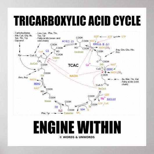Poster Moteur de cycle acide tricarboxylique dans le cycl (Devant)