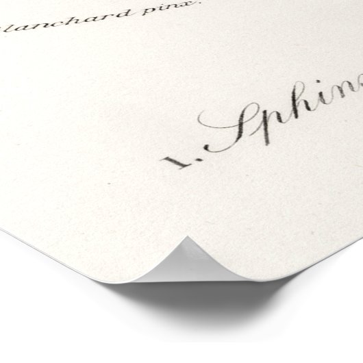 Poster  Moth Illustration (Hoek)