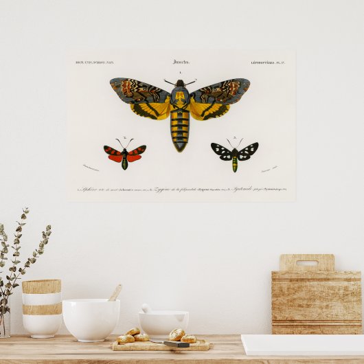 Poster  Moth Illustration (Keuken)