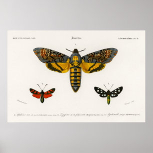 Poster  Moth Illustration