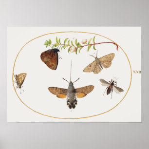 Poster  Moth Illustration