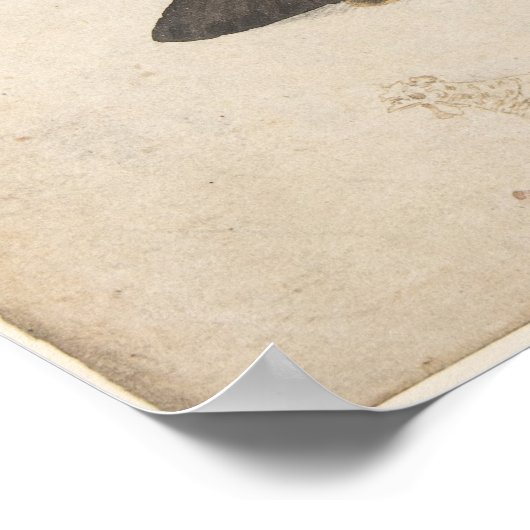 Poster  Moth Illustration (Hoek)