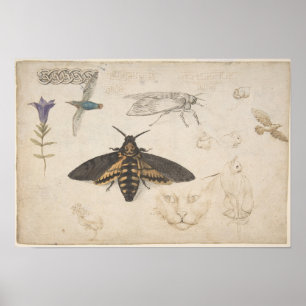 Poster  Moth Illustration