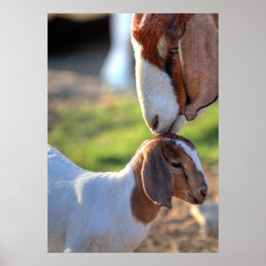 Poster Mother Goat et bébé (Devant)