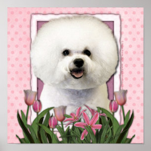 Poster Mothers Day - Pink Tulips - Bichon Frise