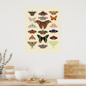 Poster Moths - beau insecte illustré joli art (Cuisine)